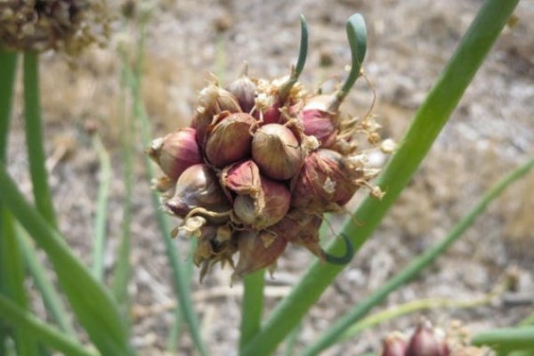 Onion сайт кракен